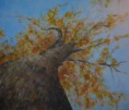 /album/galerie-de-photos-arbres/ch%c3%aane-jpg/