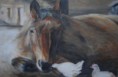 /album/galerie-de-photos-ami-animaux/fred-jpg/