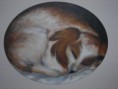 /album/galerie-de-photos-ami-animaux/cocon-jpg/