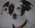 /album/galerie-de-photos-ami-animaux/titinou-jpg/